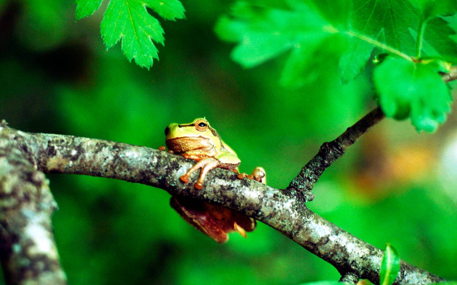 Baumfrosch im Kaukasus