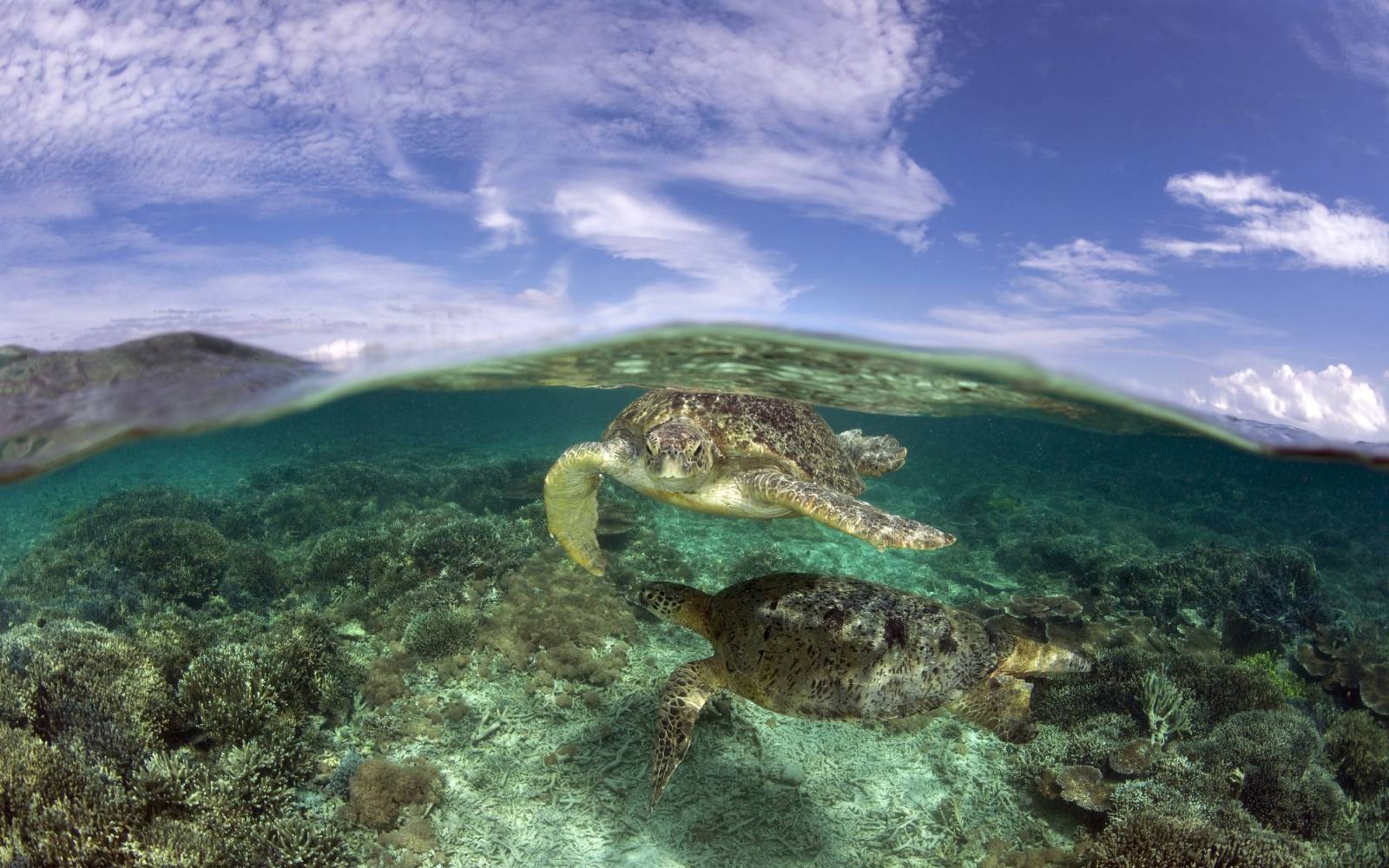 Zwei Grüne Meeresschildkröten unter Wasser
