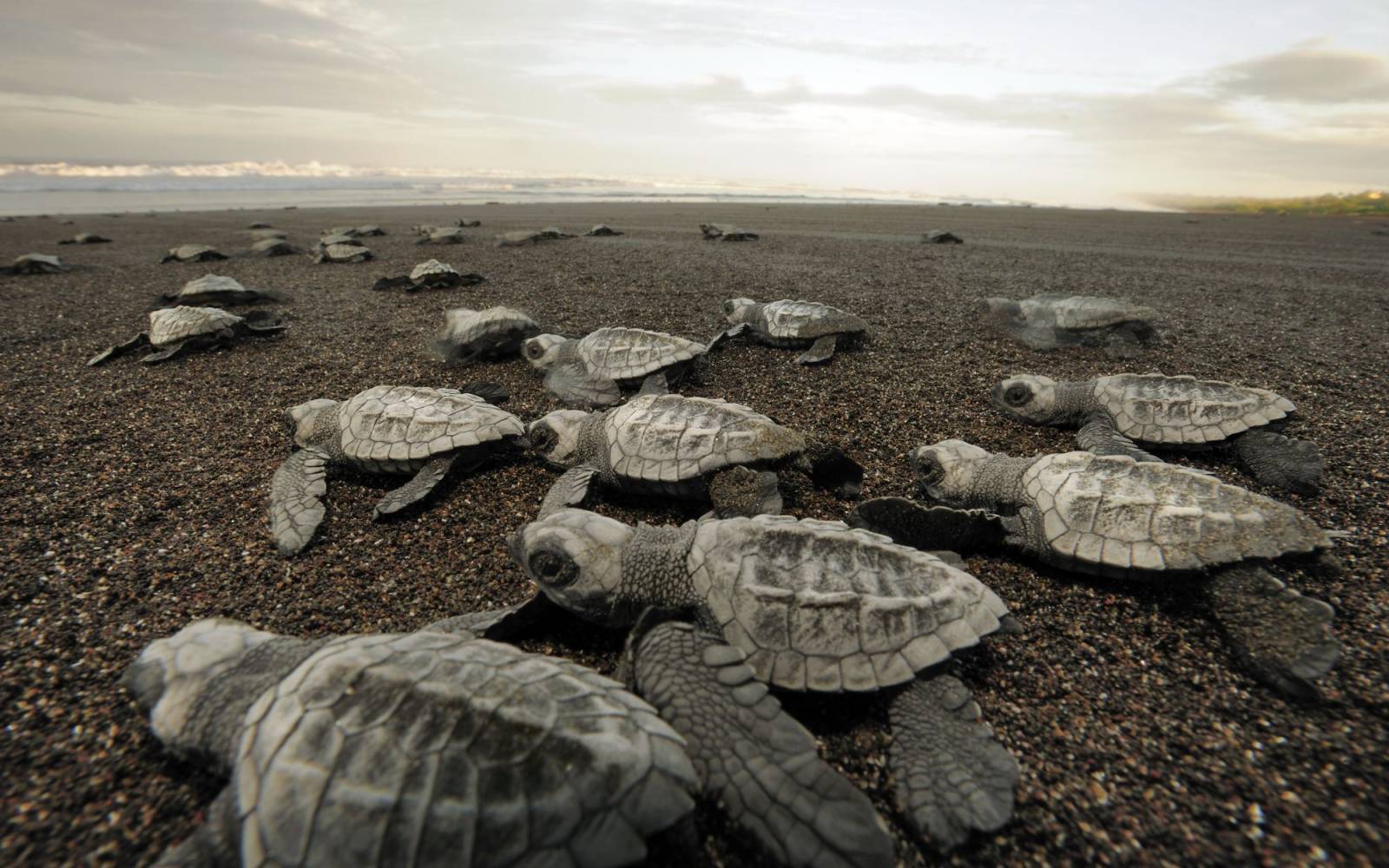 Pazifische Bastardschildkröten Jungtiere auf dem Weg ins Meer