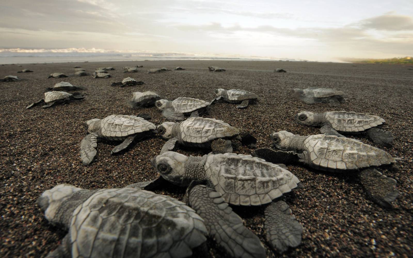 Pacific Ridley hatchlings nel loro cammino verso il mare