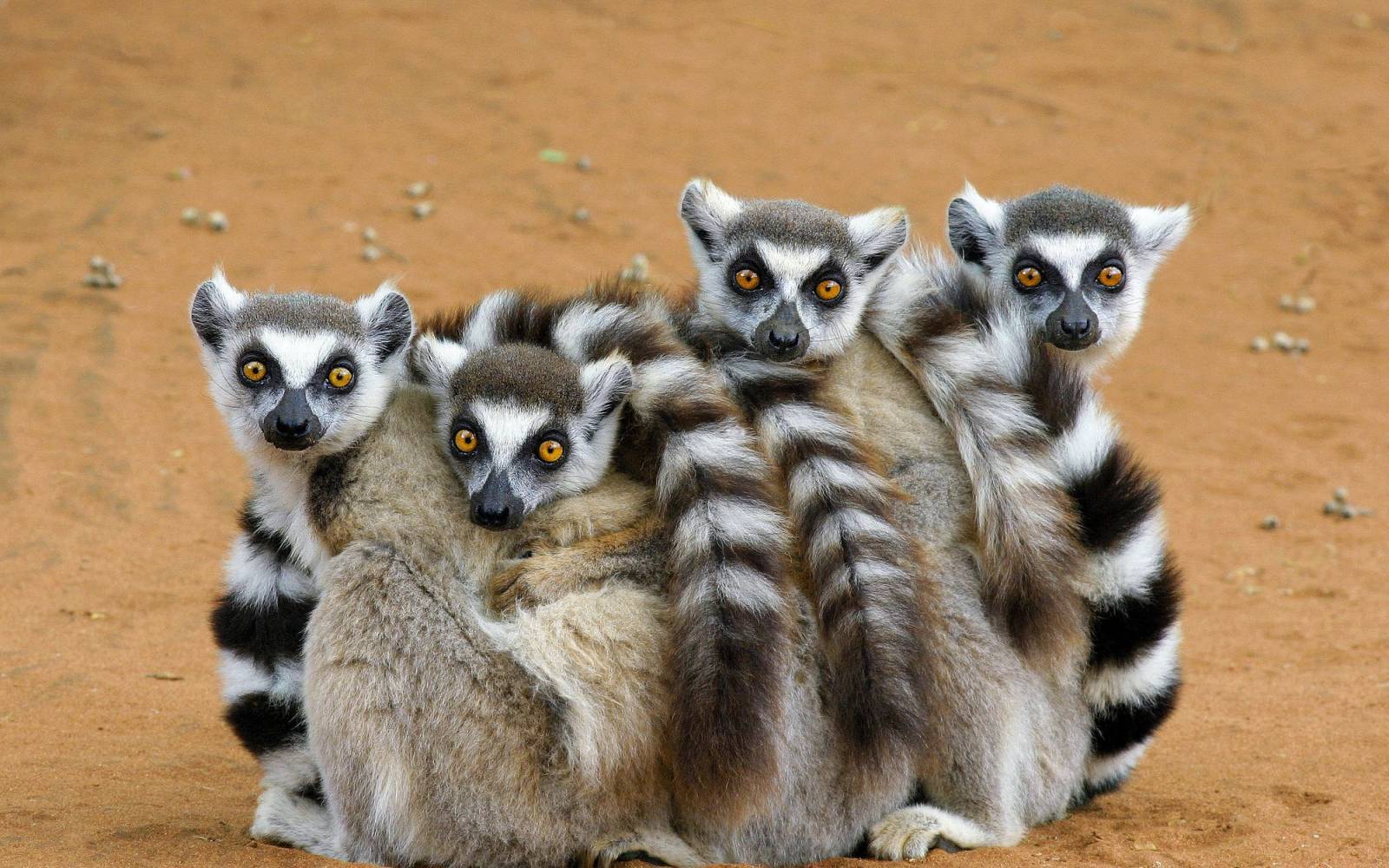 Katta Lemuren sitzen zusammen