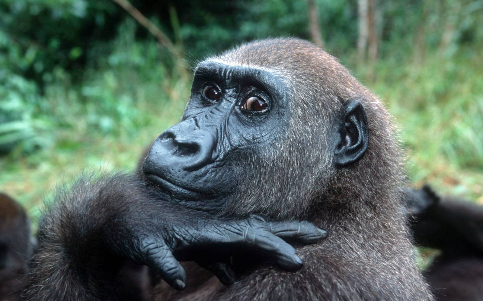 Gorilla cub
