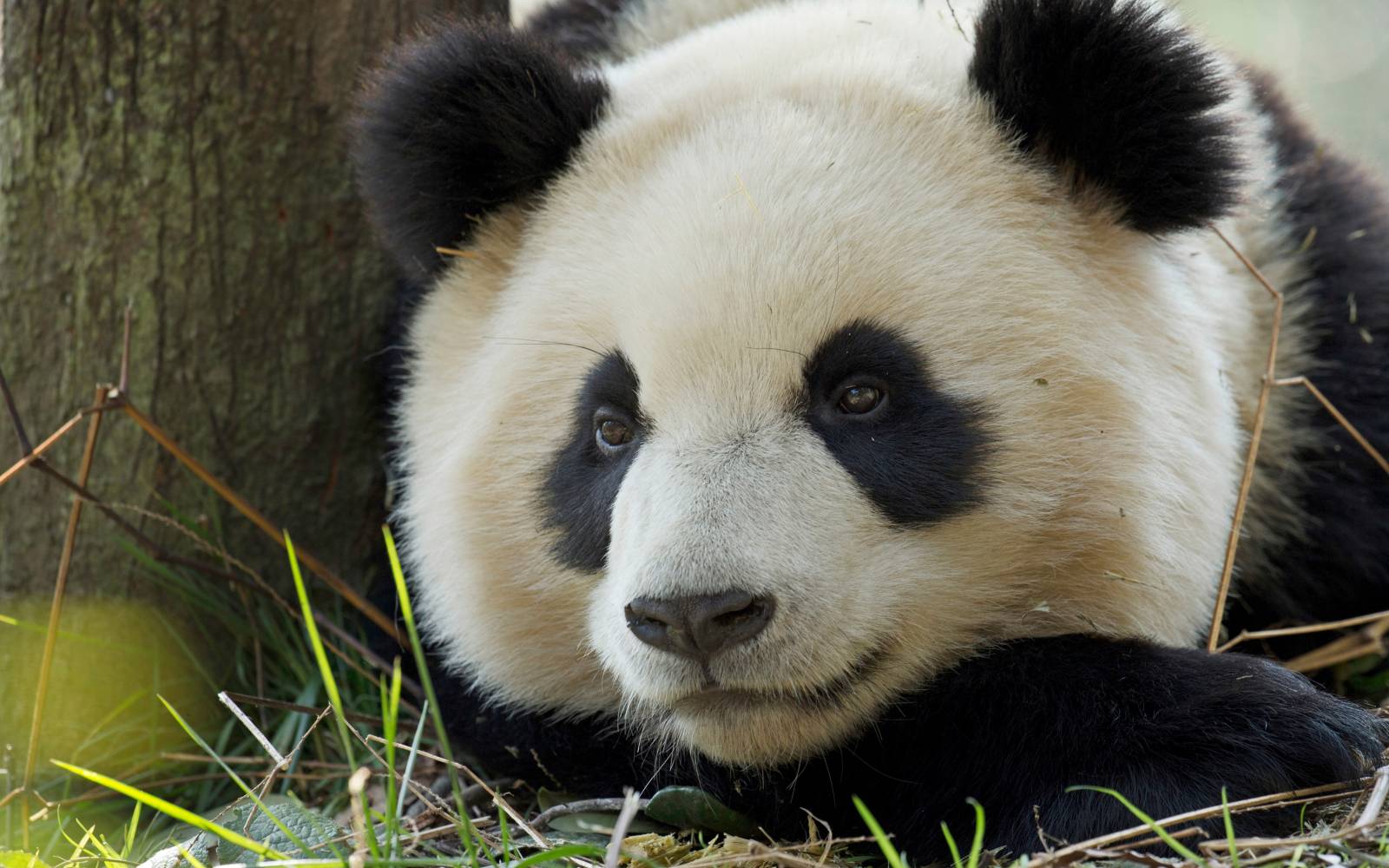 Giant Panda (Ailuropoda melanoleuca) resting in Bifengxia, China