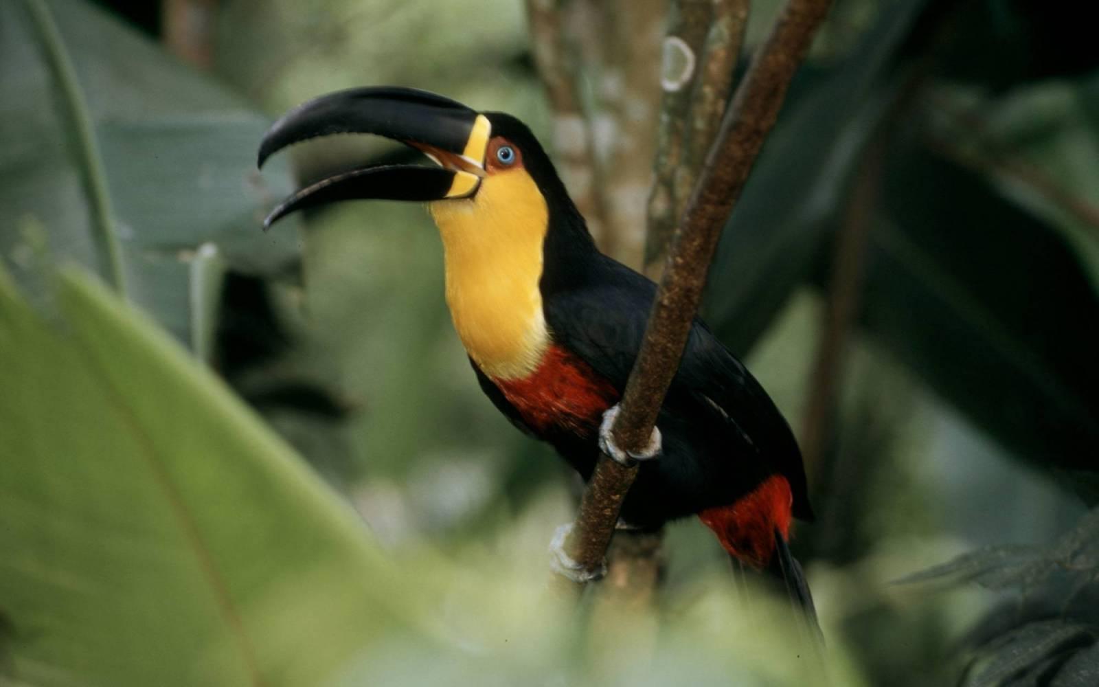 Toucan à gorge jaune dans l'état de Parana, Brésil