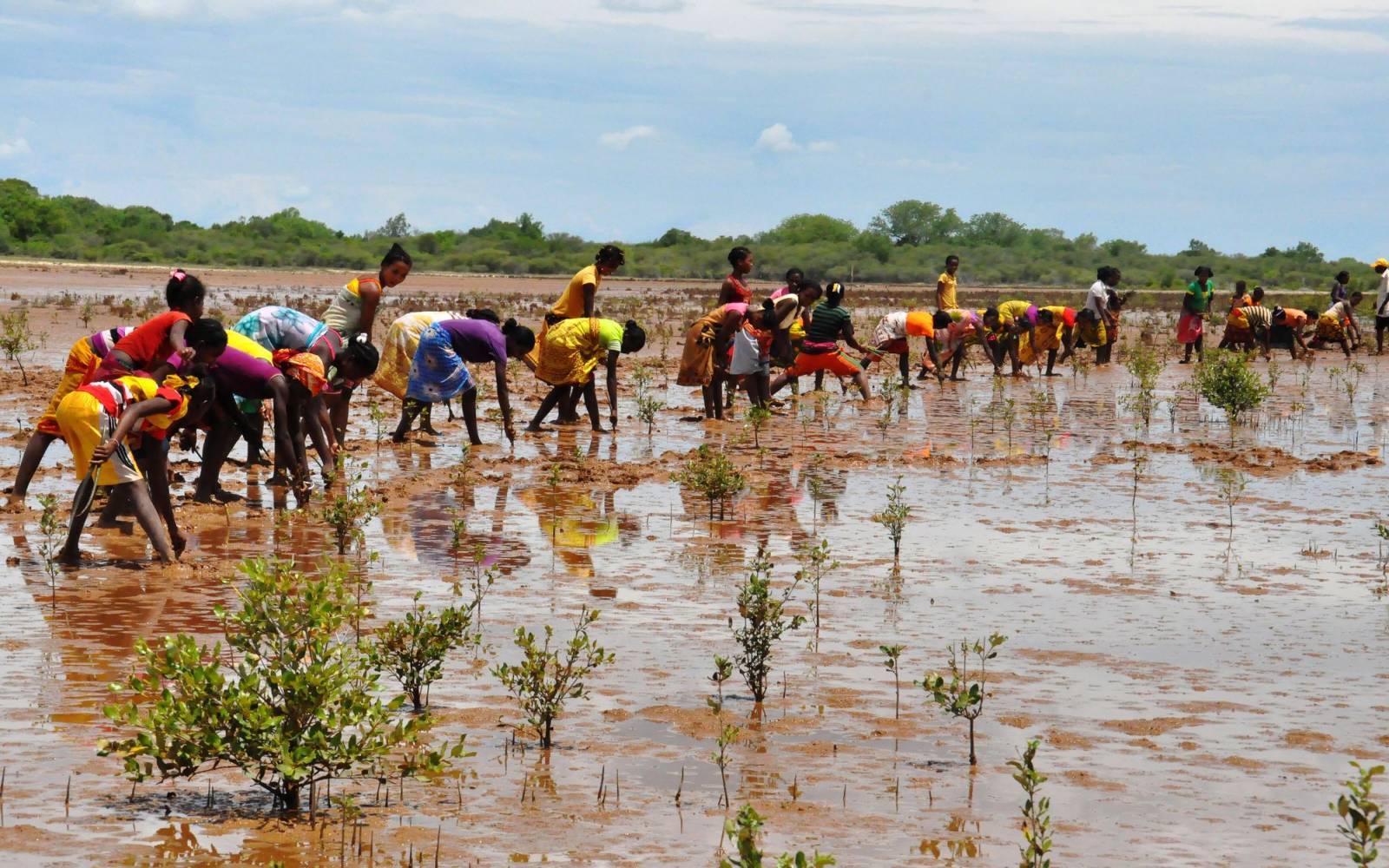 le reboisement de la mangrove à Madagascar