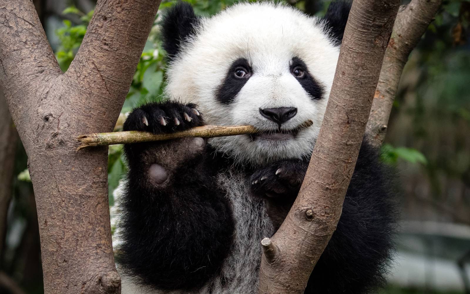 Panda gigante (Ailuropoda melanoleuca), mangiare presso il Chengdu Research Base di Giant Panda Breeding a Chengdu, Cina