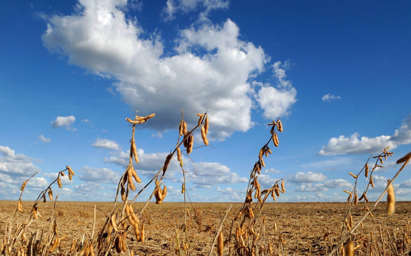 campo di soia nella regione di Barreiras, Brasile