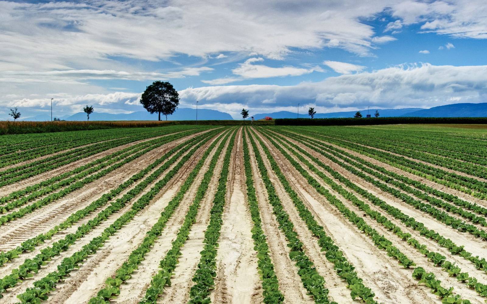 Feld mit Salat-Anbau