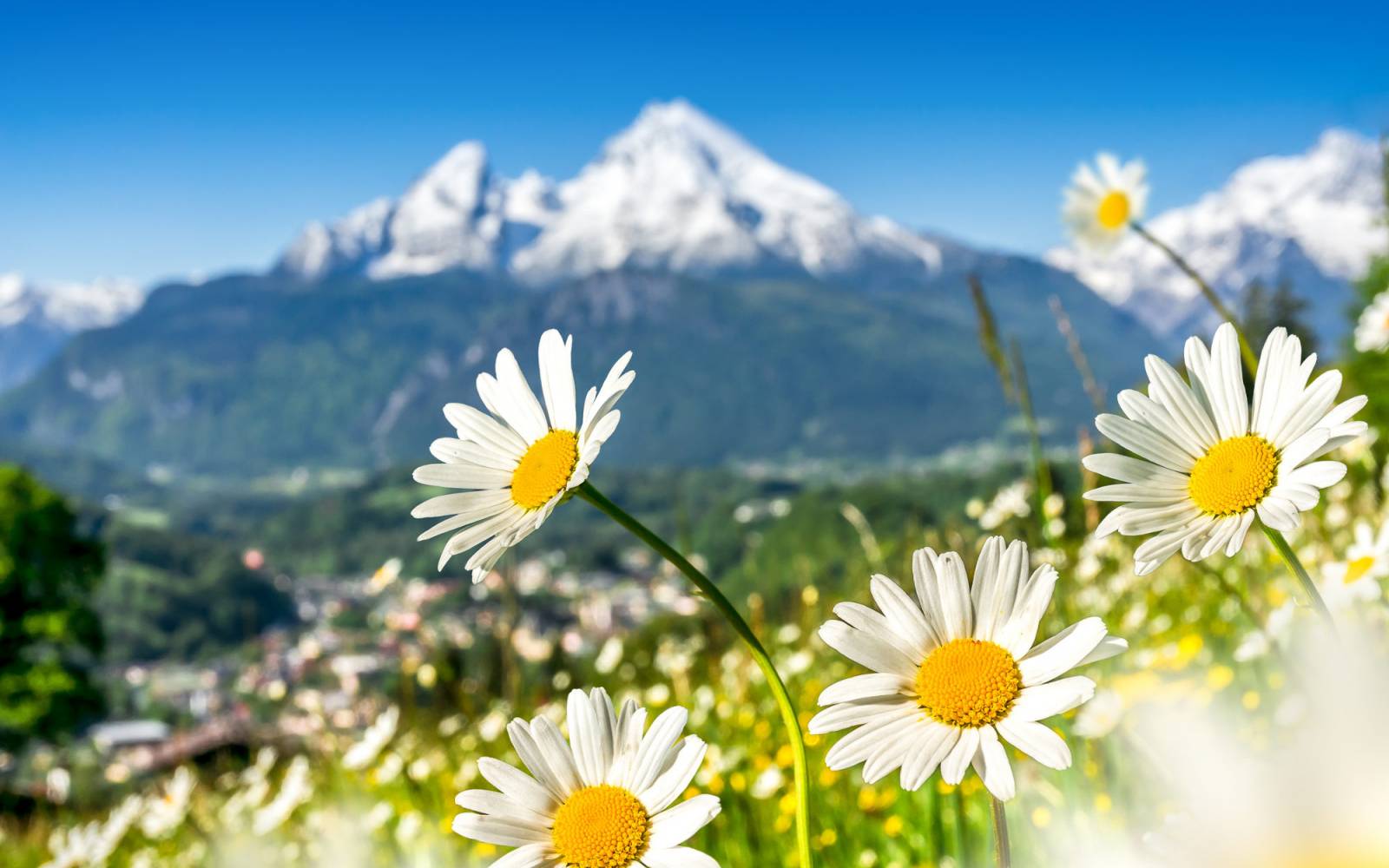 prairie de montagne dans les Alpes