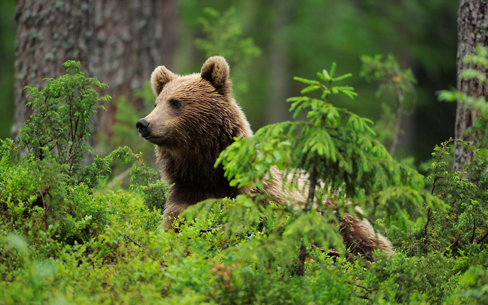 L'orso bruno (Ursus arctos) nella foresta, Soumussalmi, Finlandia, luglio 2008