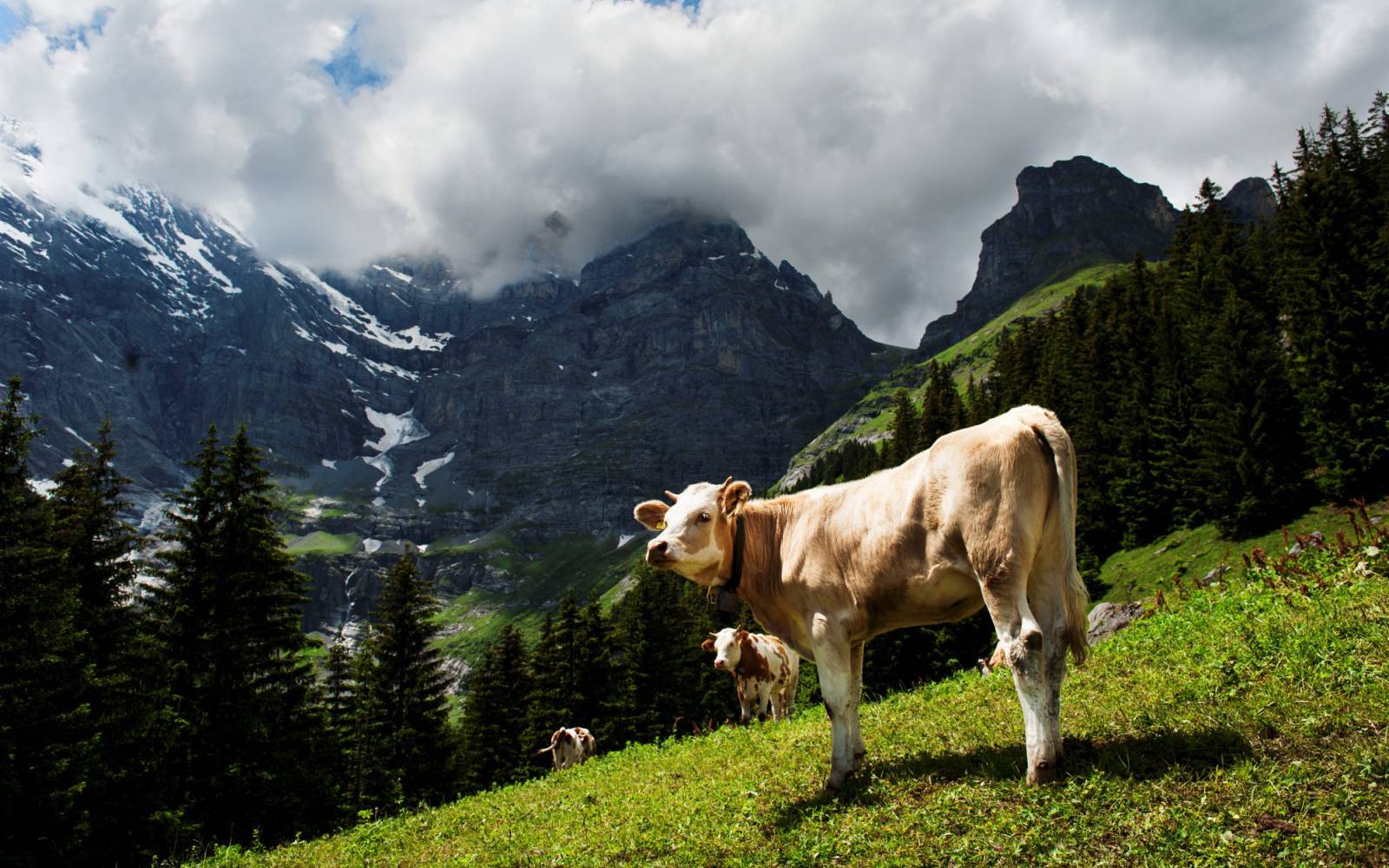 Kuh auf der Alp Firten in Bern, Schweiz
