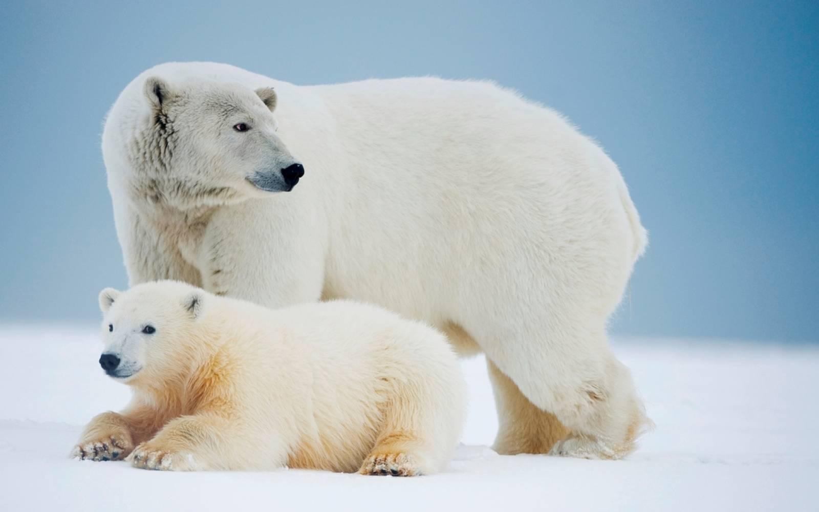 Eisbärenmutter mit gebrochenem Bein und ihrem Jungen auf dem Packeis, Arktischer Nationalpark, Alaska, BUSA.