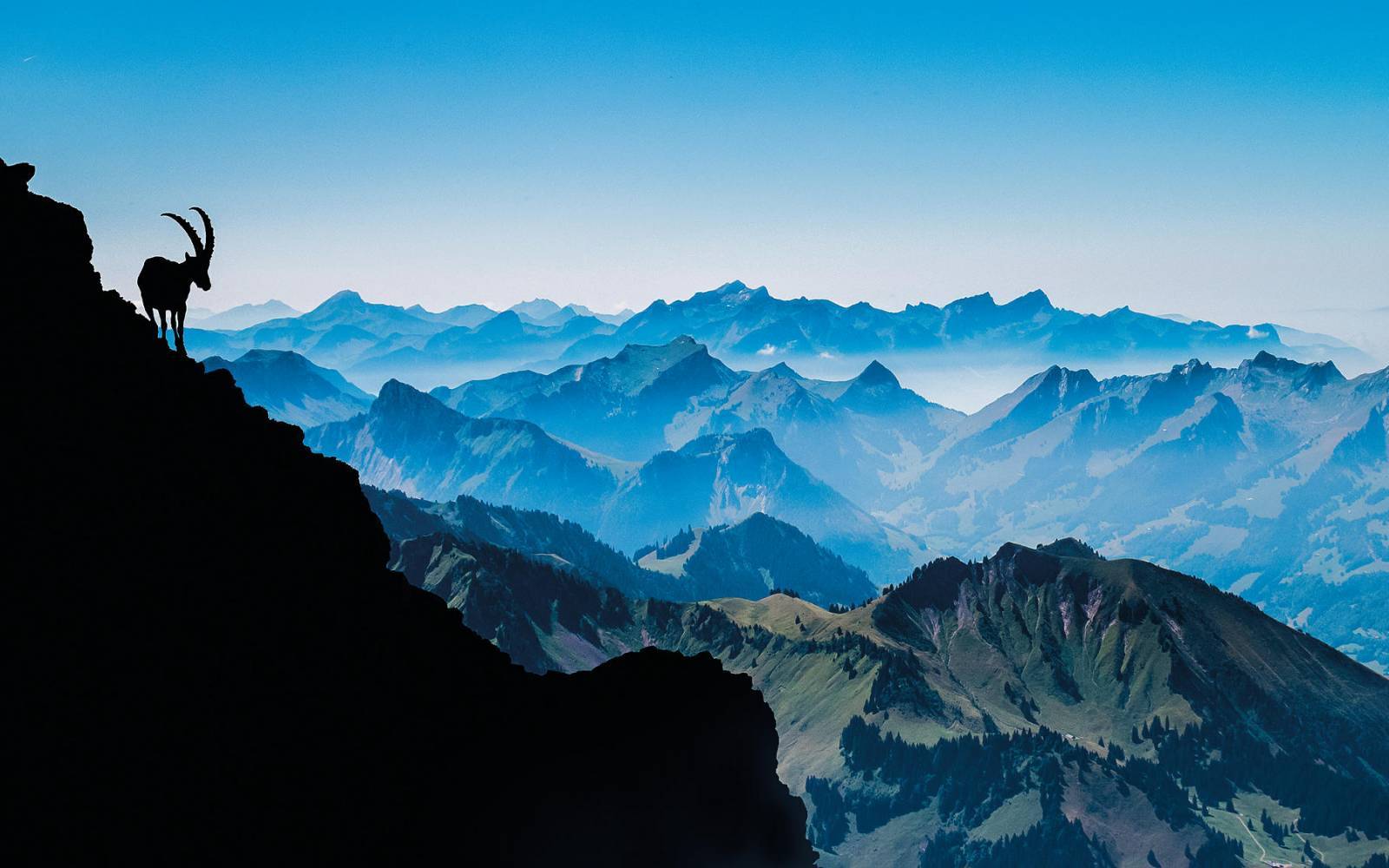 Steinbock auf dem Berg Vanill Noir in den Fribourger Alpen
