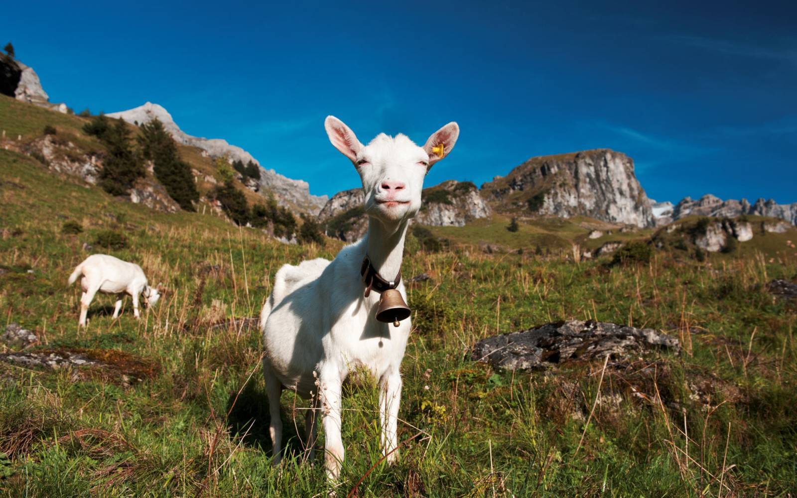 Geissen auf der Griesalp im Berner Oberland, Schweiz