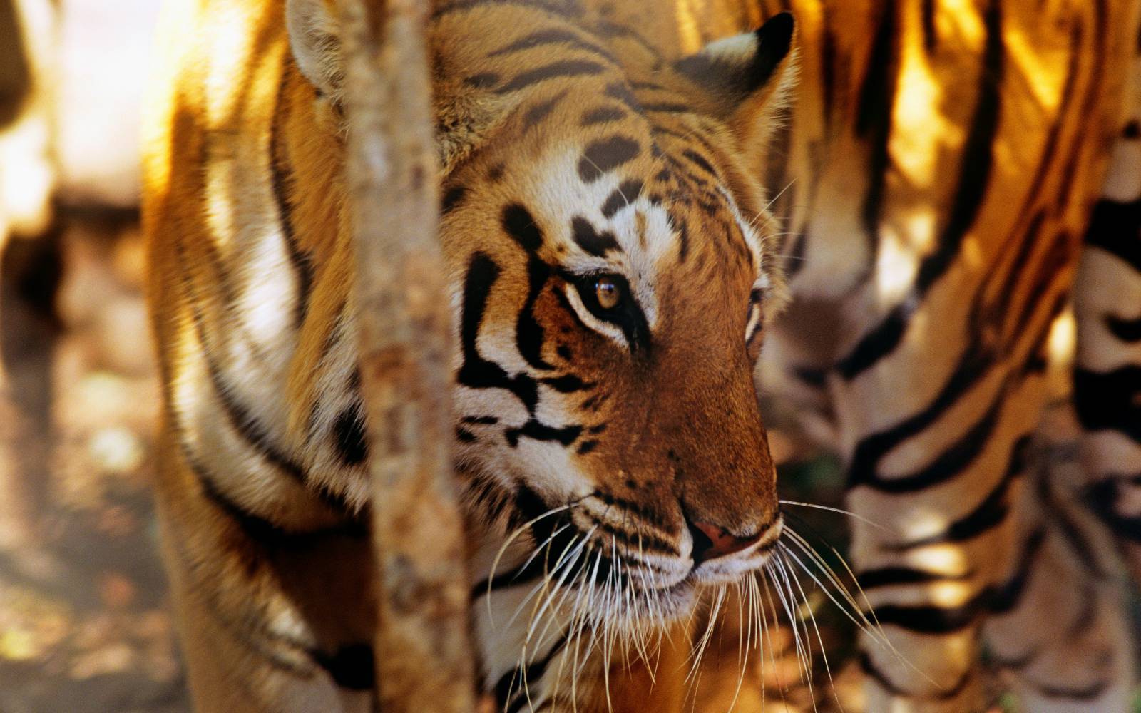 Primo piano di una tigre indiana