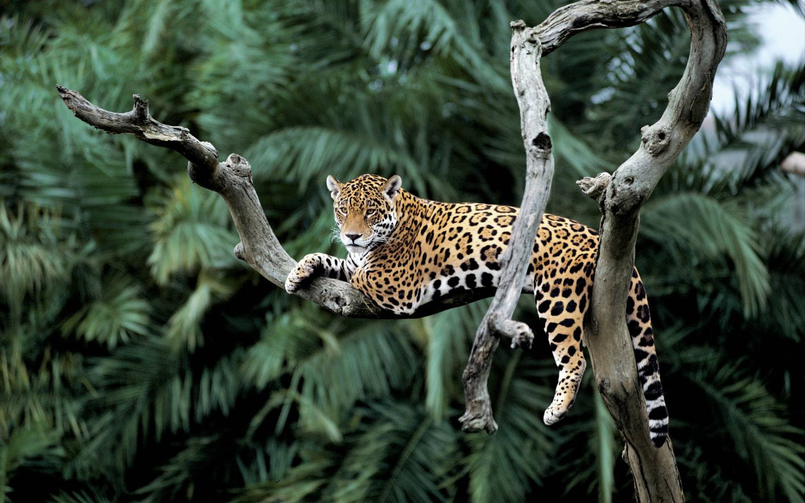 Ein Jaguar liegt auf einem Baum im Pantanalgebiet, Brasilien