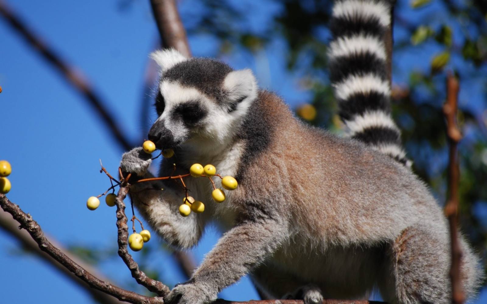 Lemur isst Beere im Anja Park, Madagaskar