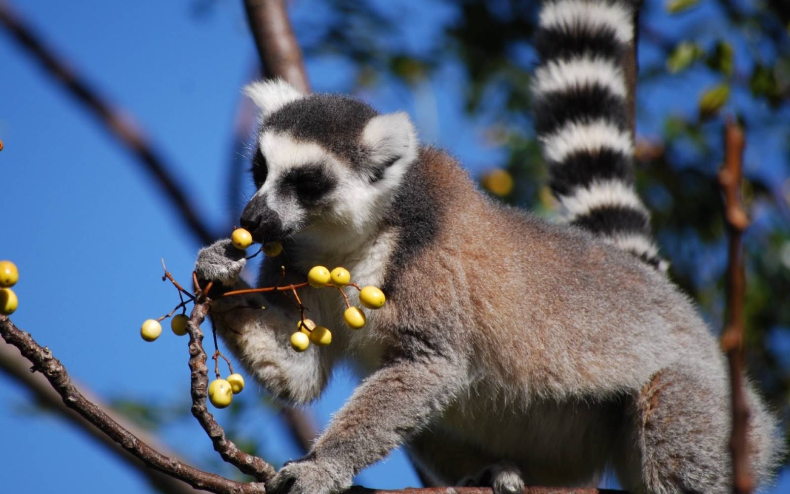 Lemur mangia bacche in Anja Park, Madagascar