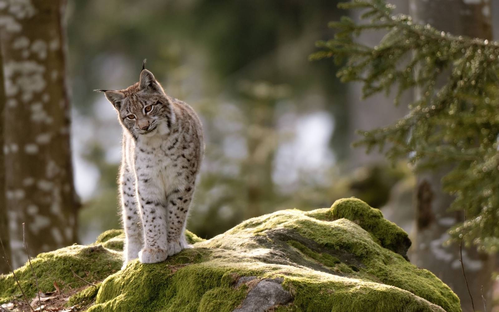 Luchs auf Stein