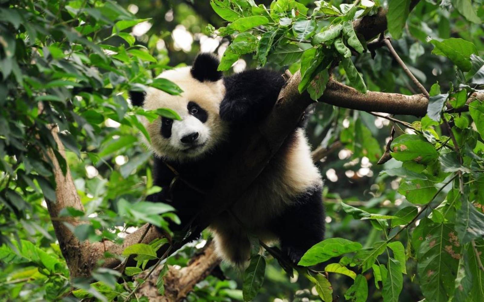 Panda perché sur un arbre