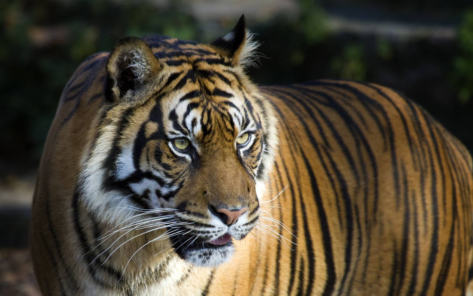 Primo piano di tigre di Sumatra