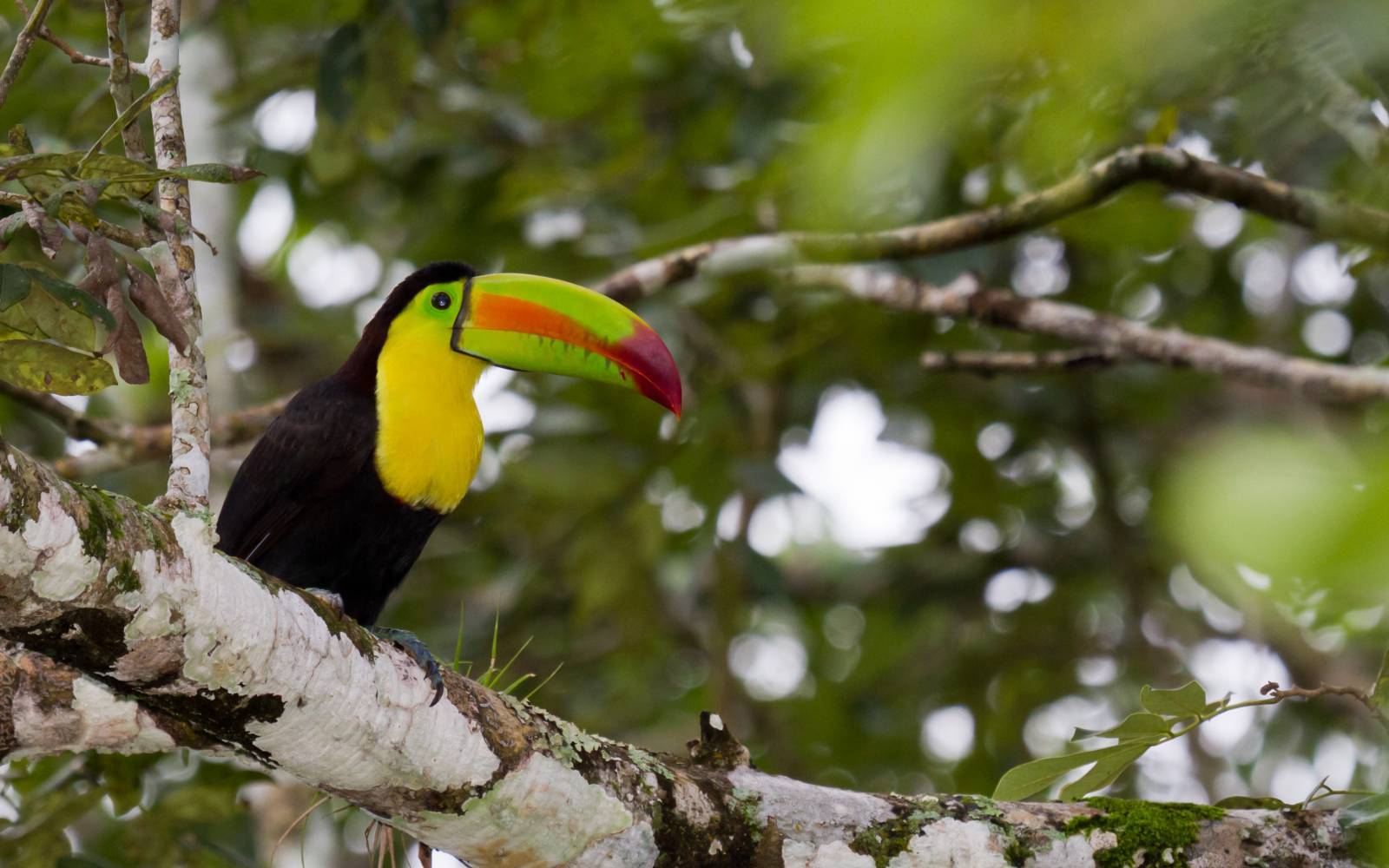 Toucan in Amazzonia
