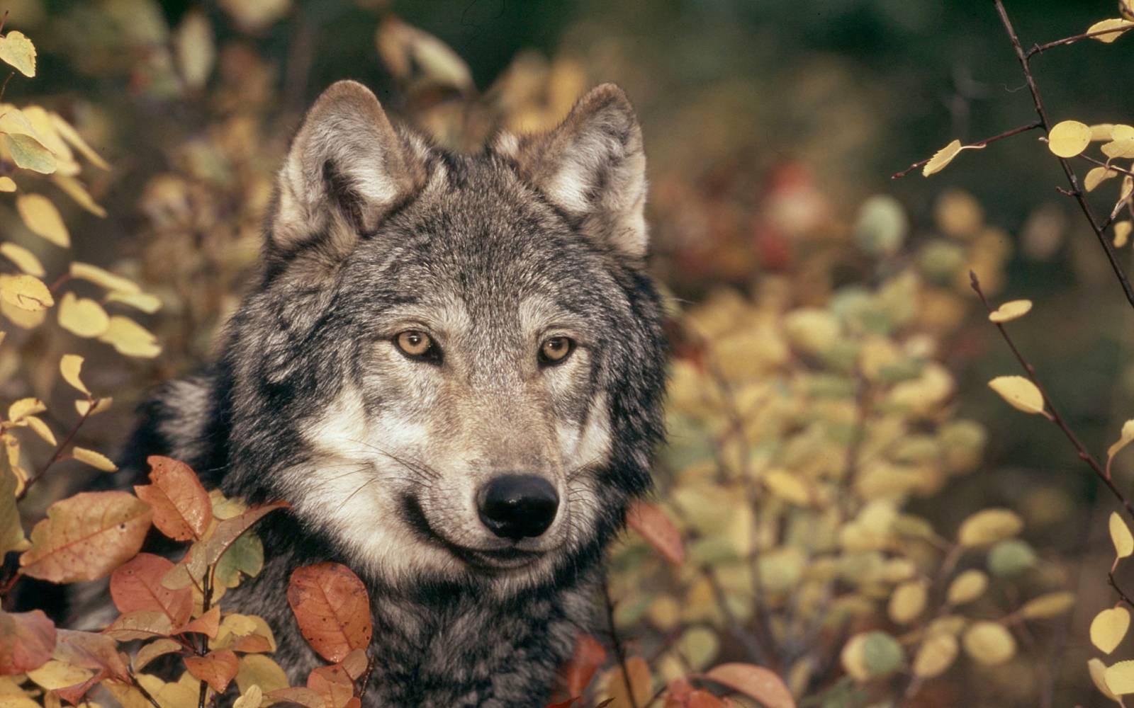 Nahaufnahme eines Wolfs in den Rocky Mountains, USA