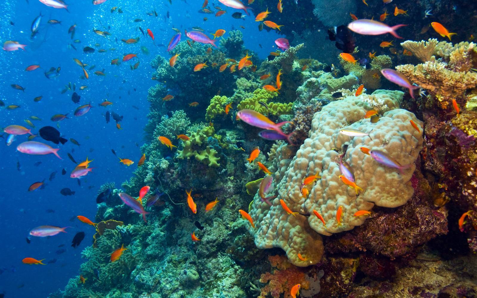 Fische und Korallen im Great Barrier Reef, Australien.