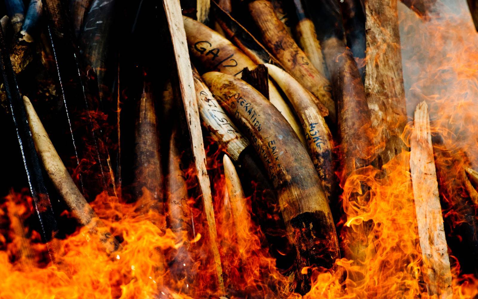 Illegal gewildertes Elfenbein wird verbrannt, Gabon.