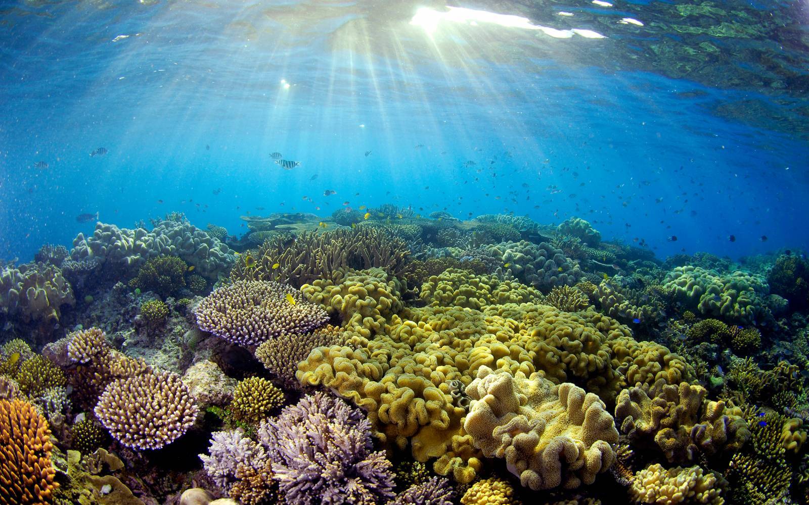 La lumière du soleil sur les coraux, la Grande barrière de corail, Quensland, Australie.