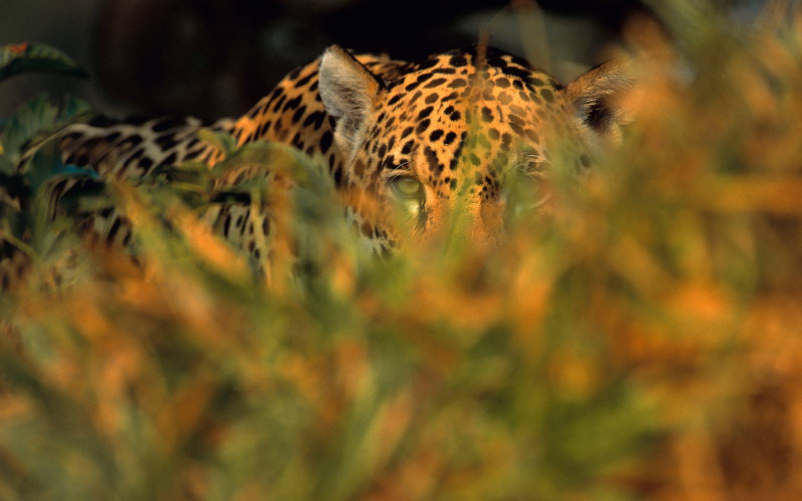 Jaguar (Panthera onca) im Atlantikwald