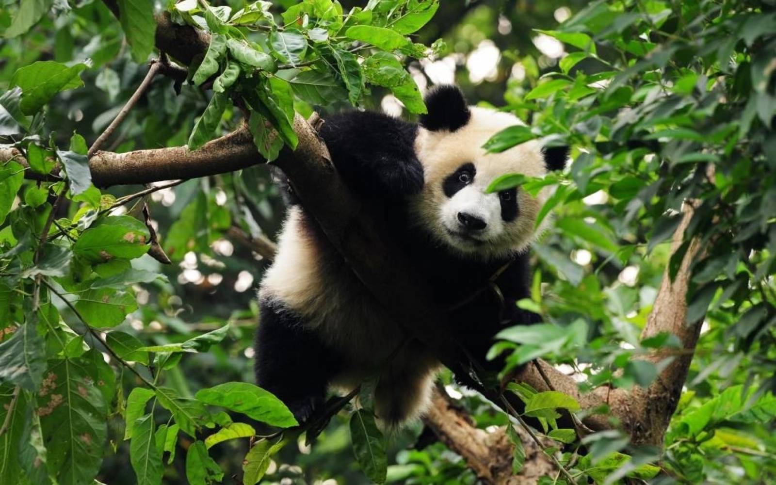Panda auf Baum