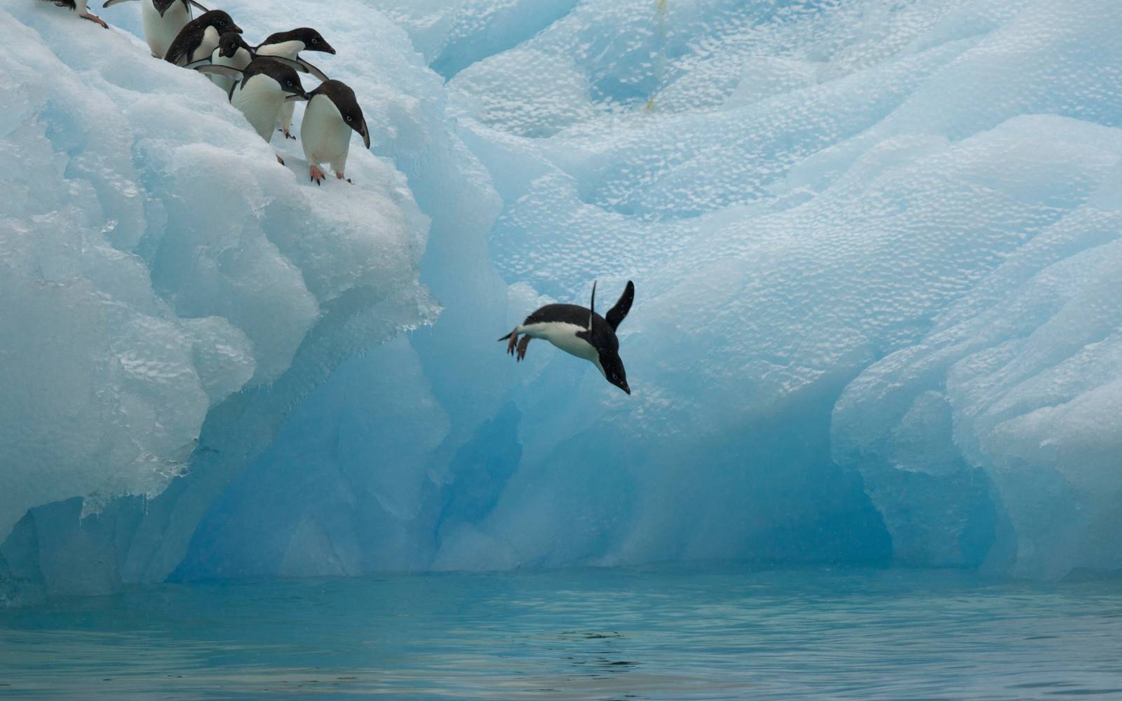 Ein Pinguin springt in der Antarktis von einer Eisscholle ins Meer.