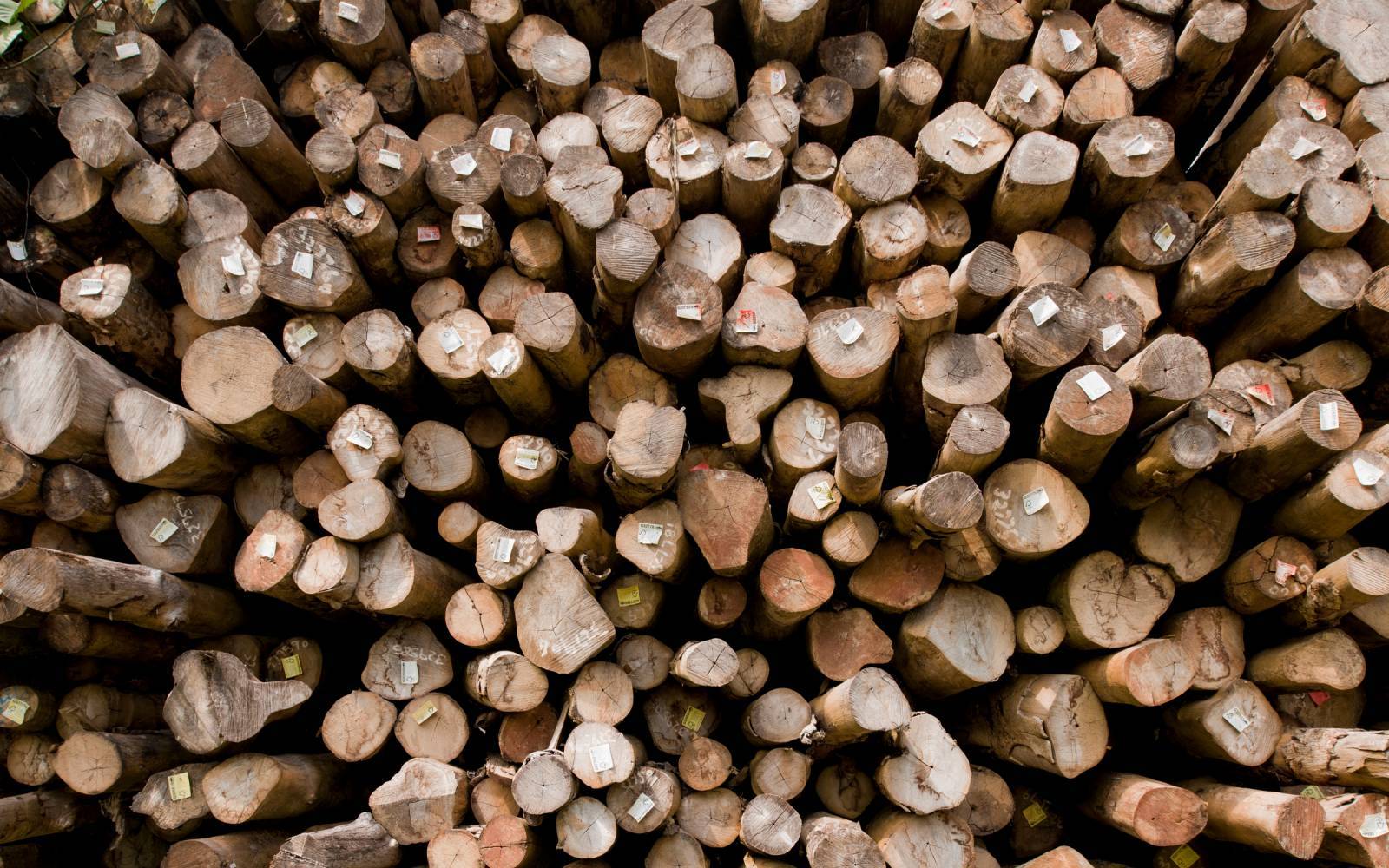 FSC-zertifiziertes Holz von den Solomon Islands