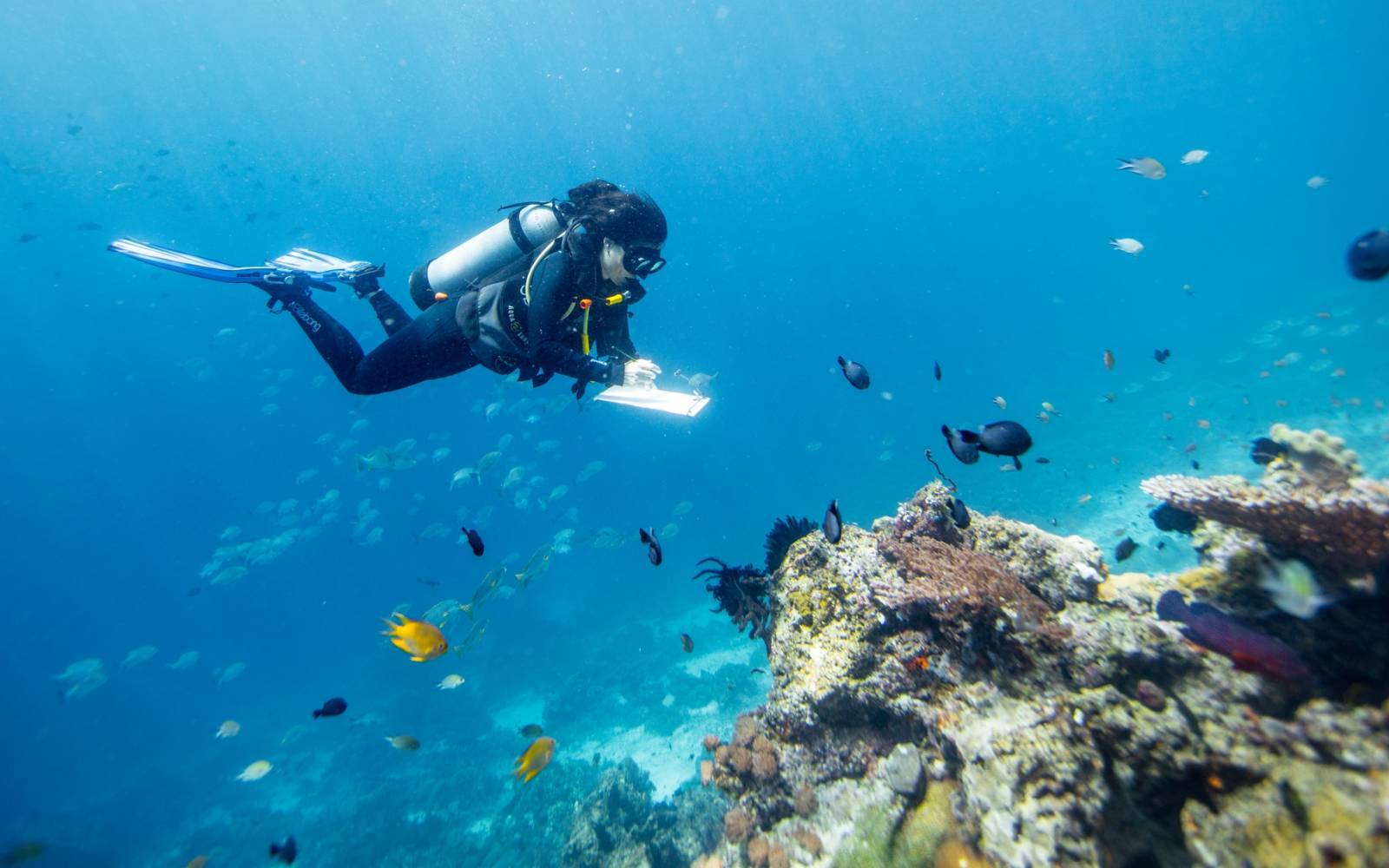 Gabby Ahmadia, WWF Marine Spezialistin, überprüft ein Riff in  Raja Ampat, West Papua, Indonesien.