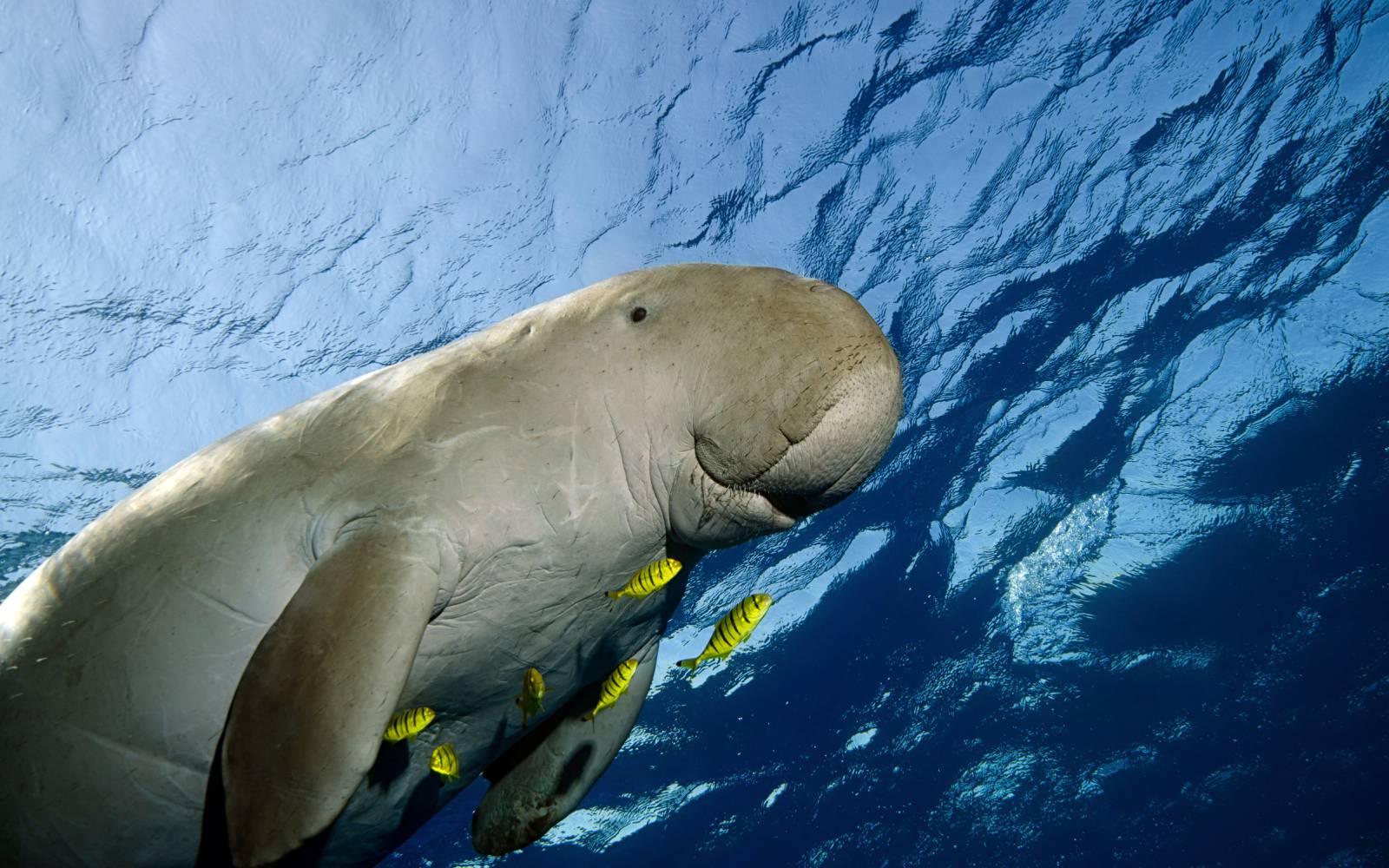 Dugong schwimmt mit Fischen