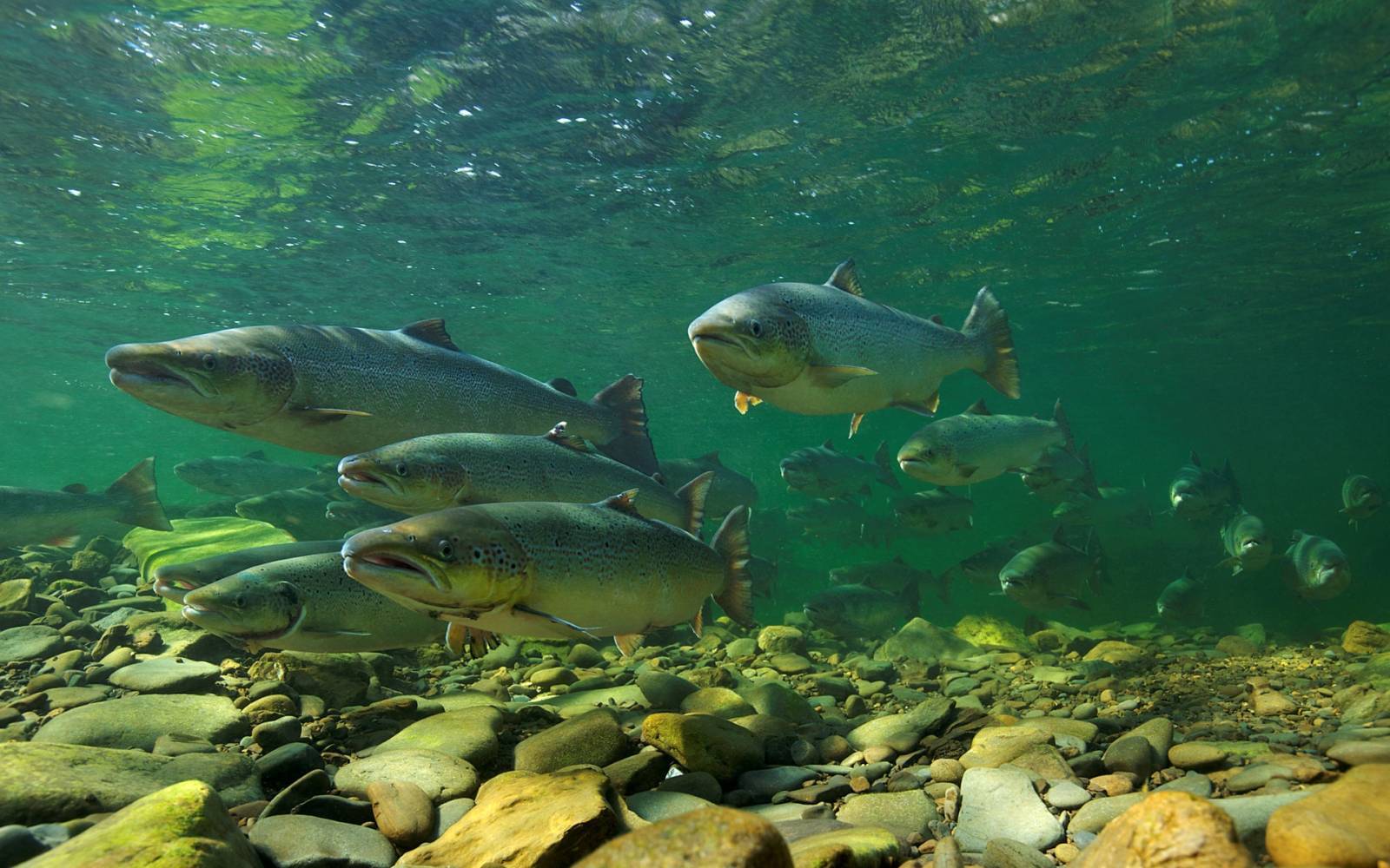 Salmon River in Svizzera