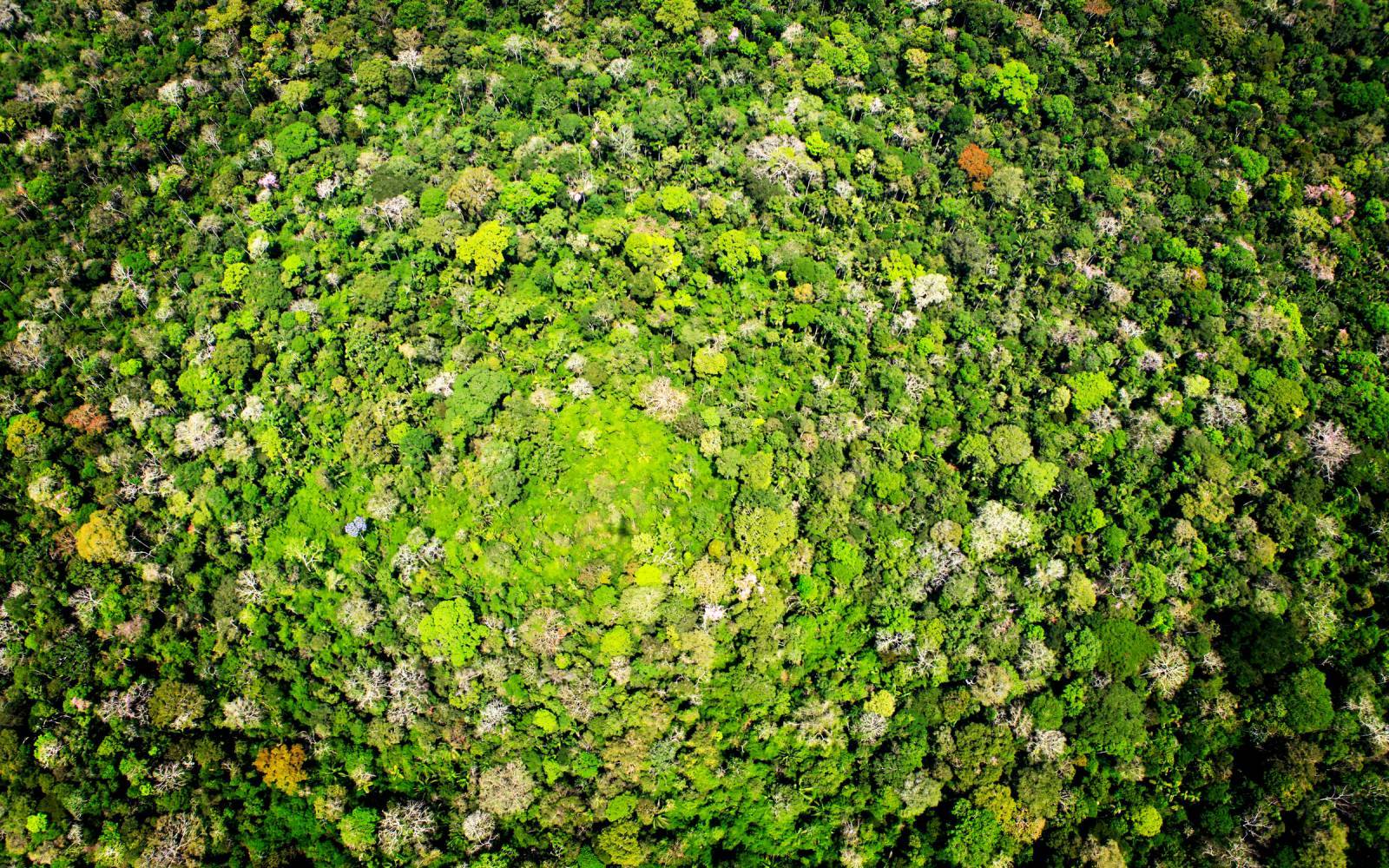 Veduta aerea della foresta amazzonica