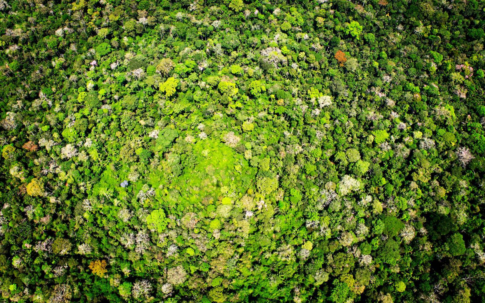 Vue aérienne de la forêt amazonienne