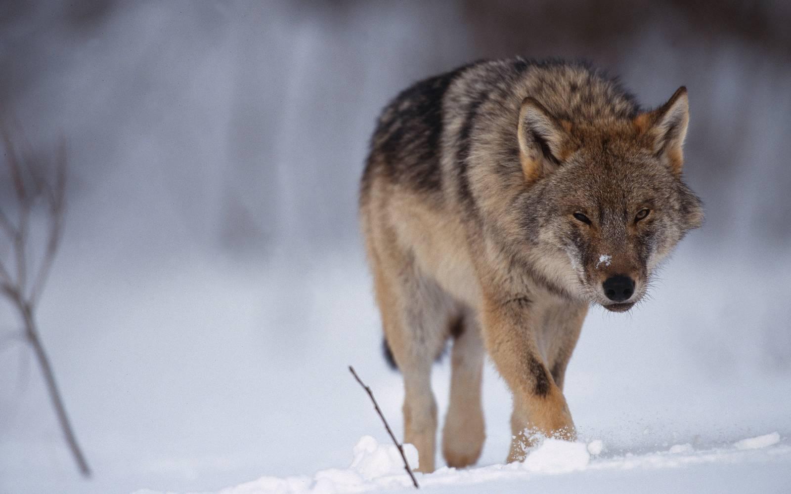 Un lupo corre attraverso la neve
