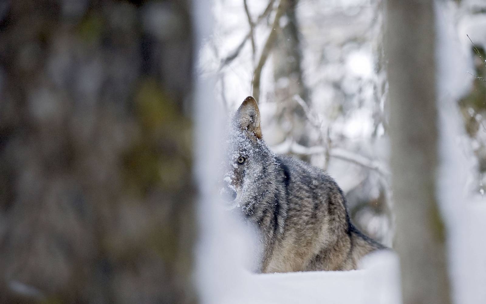 Ein Wolf im Wald, halb von Bäumen versteckt