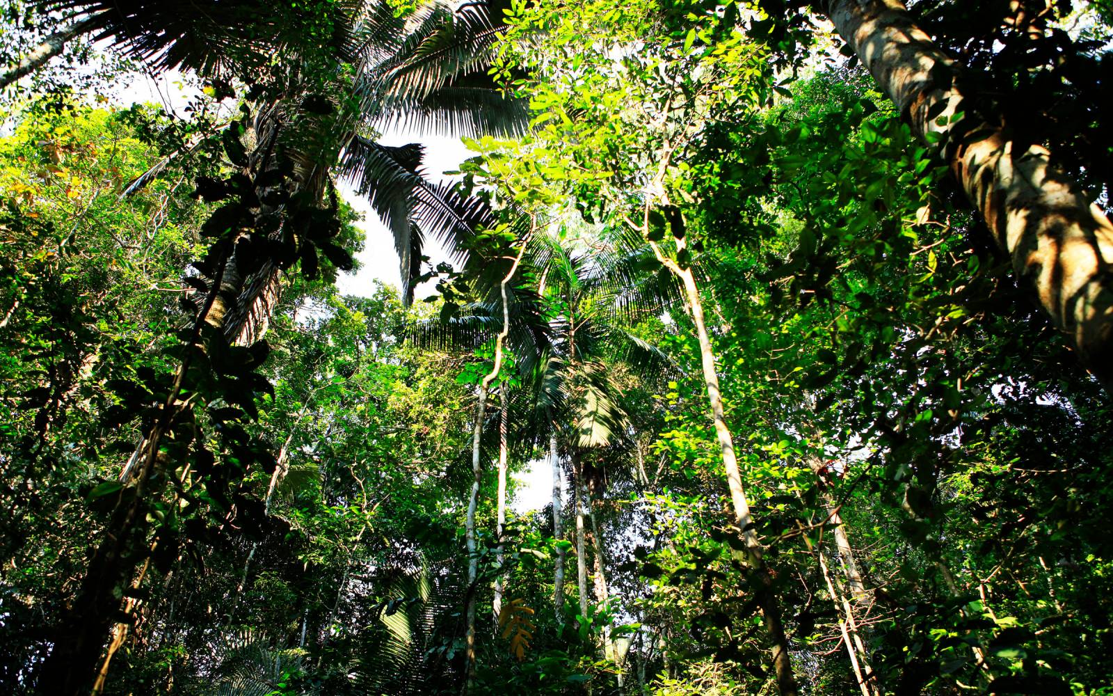 Guardando dentro le cime degli alberi della foresta amazzonica