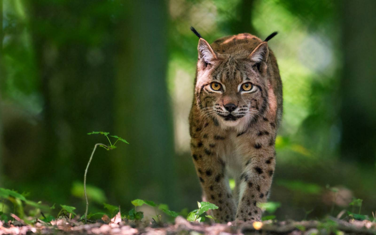 Luchs auf leisen Pfoten