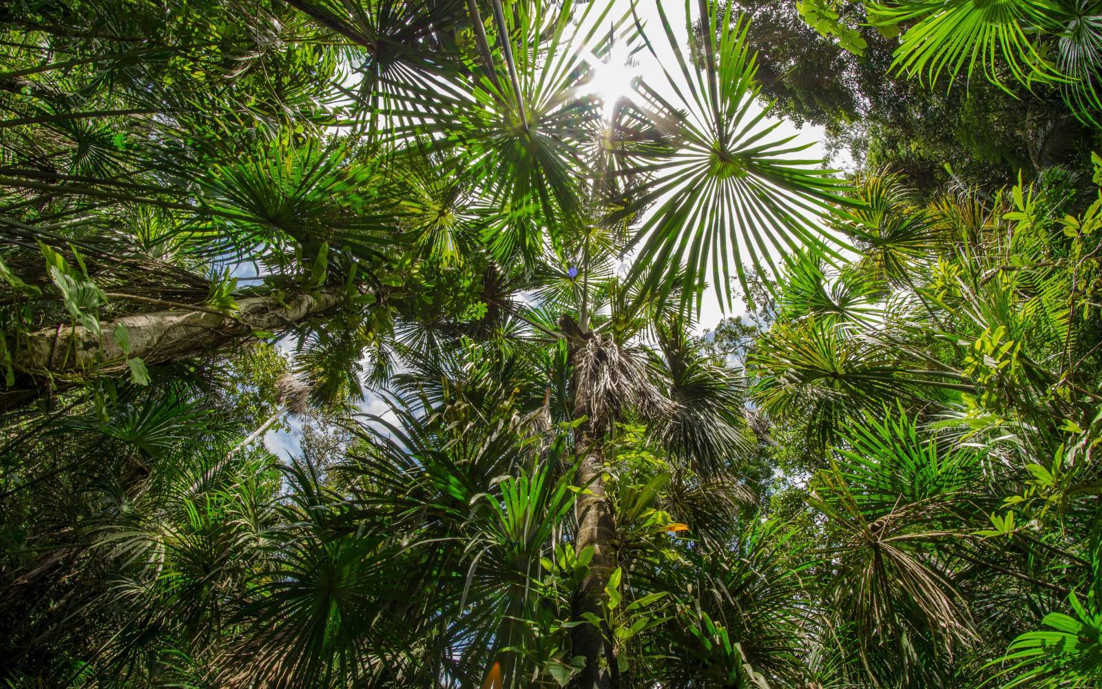 foresta pluviale