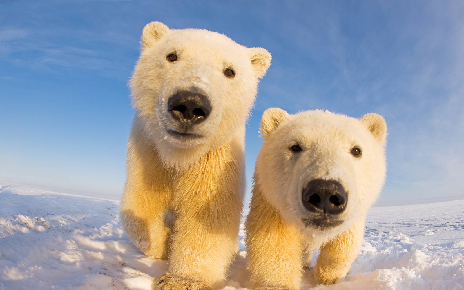 Deux jeunes ours polaires sur l'île Barter, Alaska
