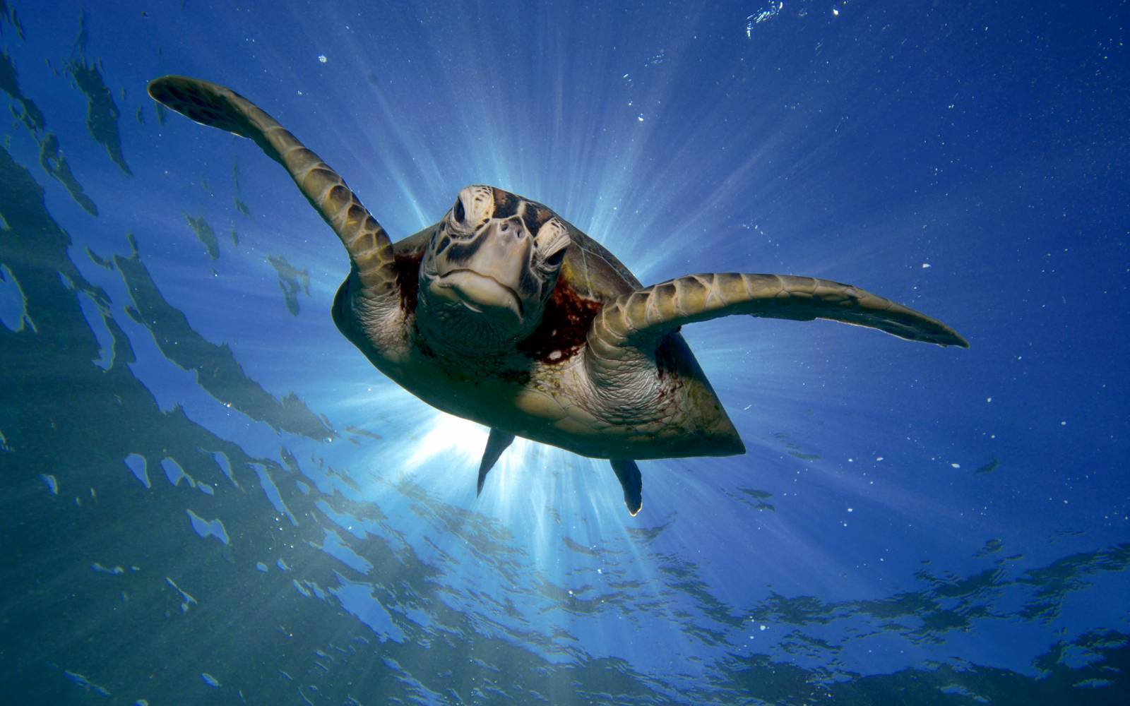 Tortue de mer en Grande barrière de corail, en Australie