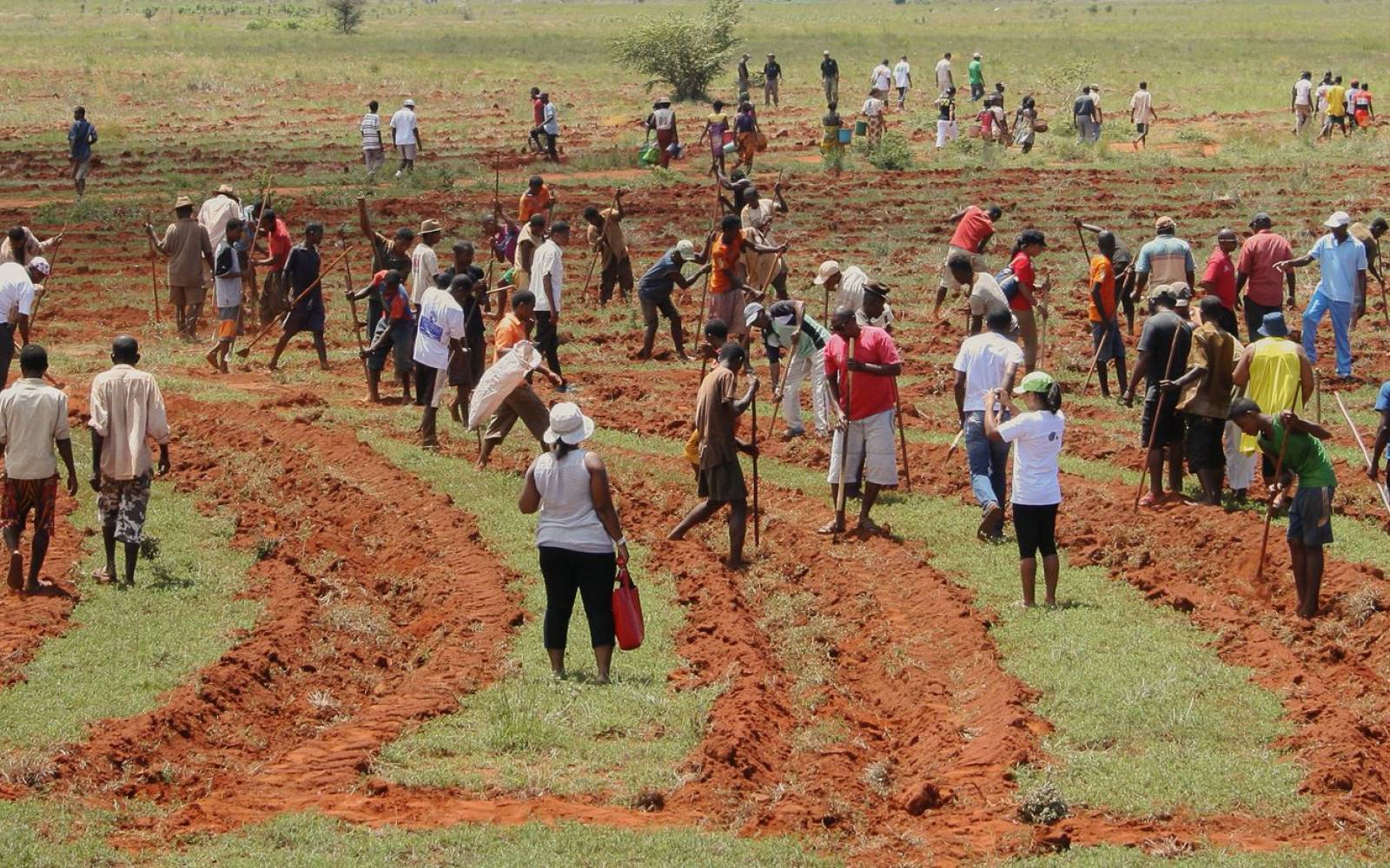 Rimboschimento in Toilara nella regione Mahafaly in Madagascar