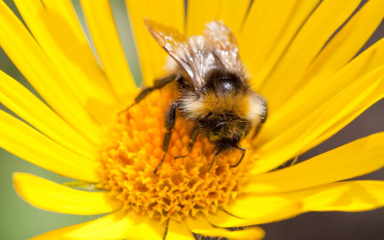 Hummel auf Gartenpflanze