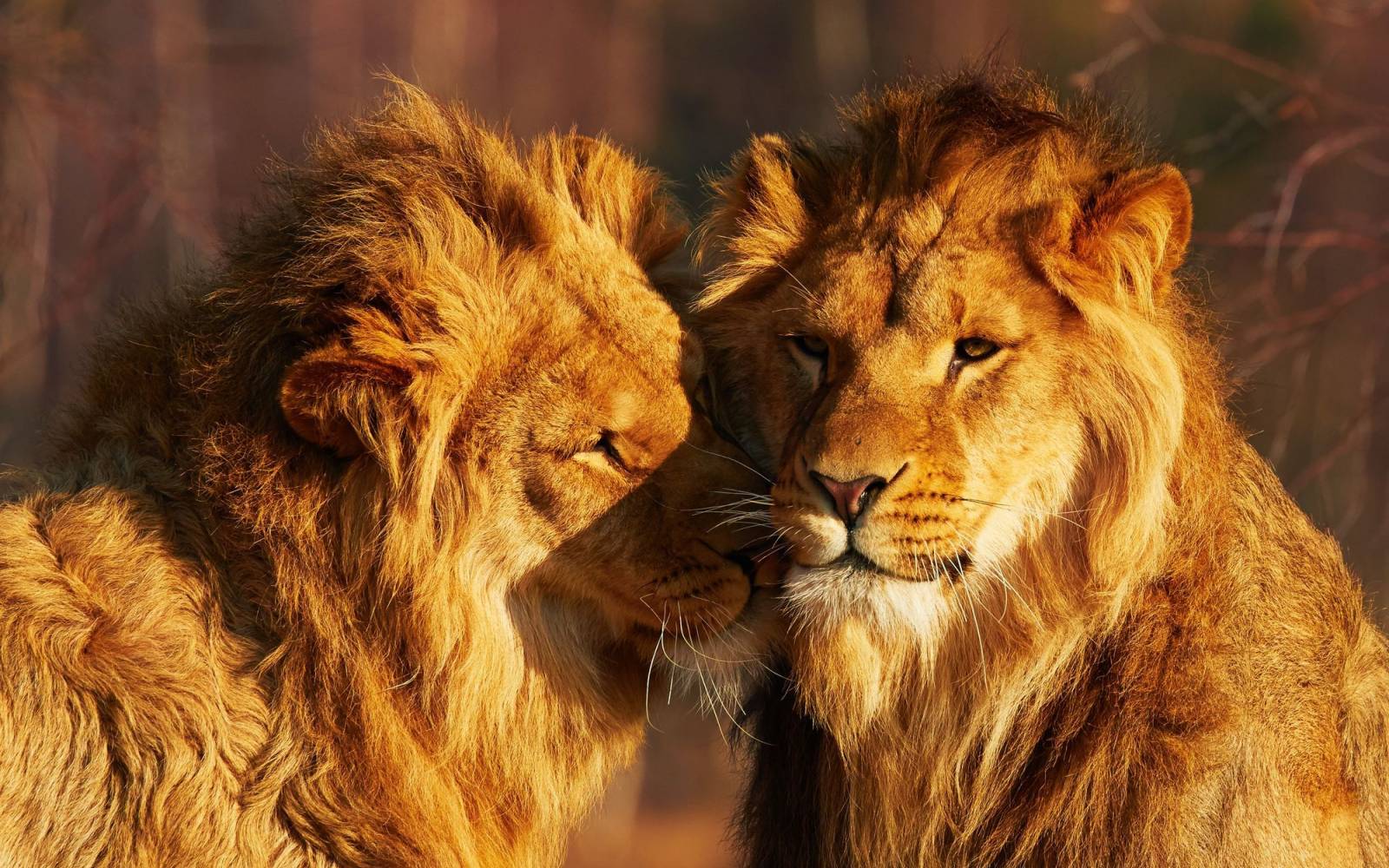 deux lions
