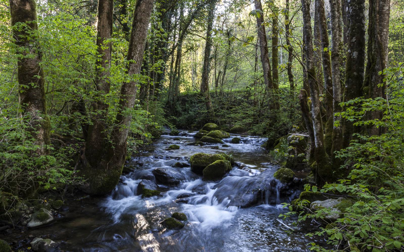 Schweizer Fluss Nozon